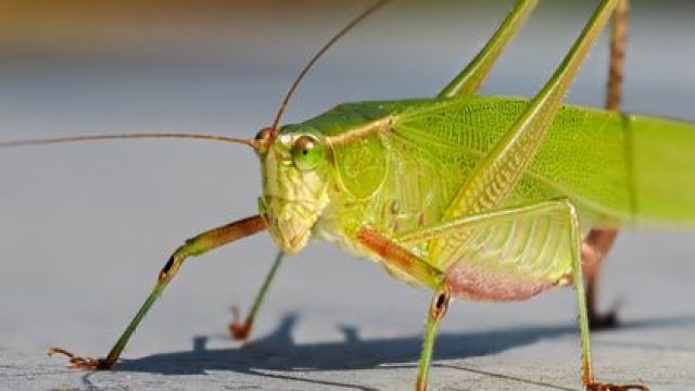 Unlocking Jurassic Soundscapes: AI Brings Ancient Insects to Life