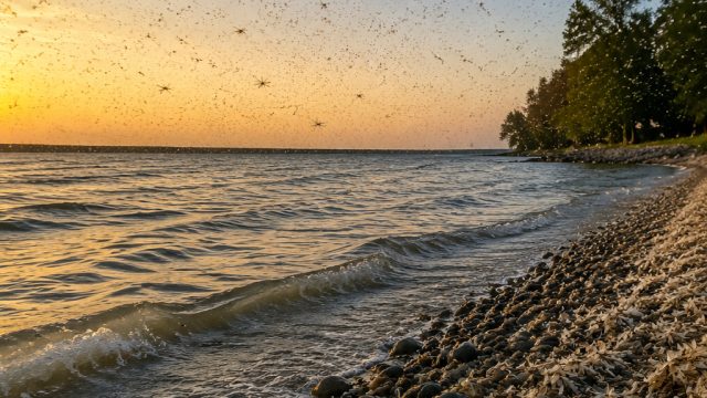Revival of Mayfly Swarms: A Positive Sign for Lake Erie Ecosystem | live result sgp, car mags, kelua